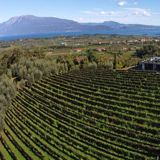 Cantina Franzosi - Immagine 2