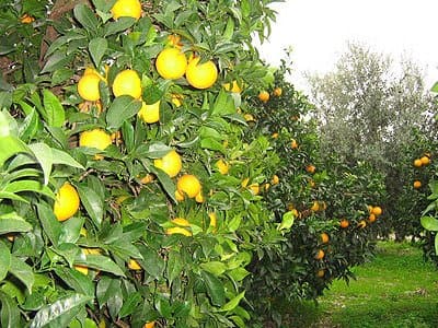 Carbone Raffaele & Figli - Immagine 1