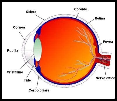Castorina Dr. Ferdinando - Immagine 2