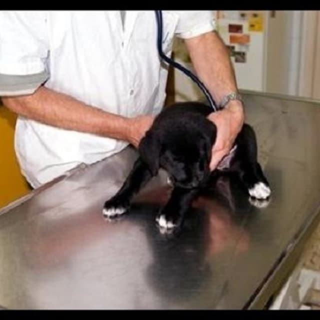 Centro Agrovete Campania - Immagine 1