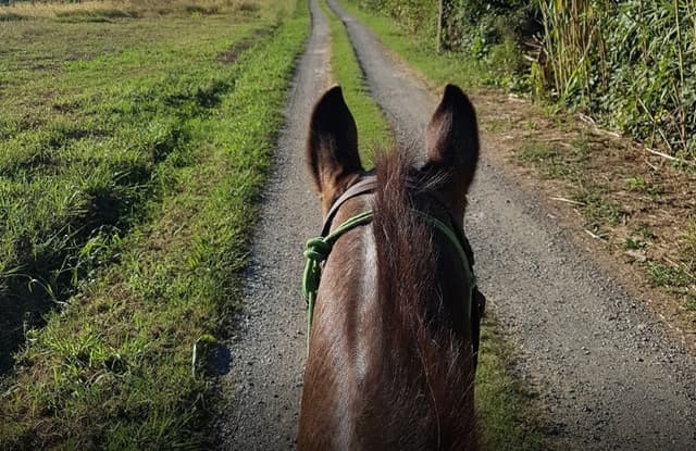 Centro Ippico Pegaso - Immagine 1