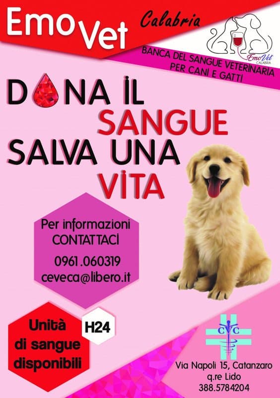 Centro Veterinario Catanzaro - Immagine 2