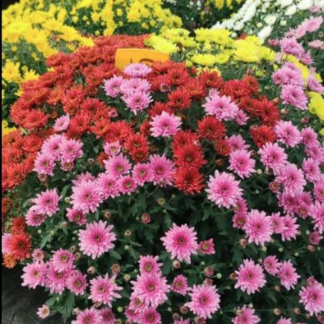 Chiarotto Vivai - Immagine 2