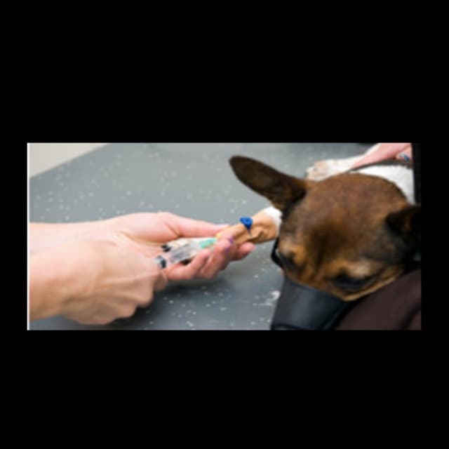 Clinica Veterinaria Costa D'Argento - Immagine 2