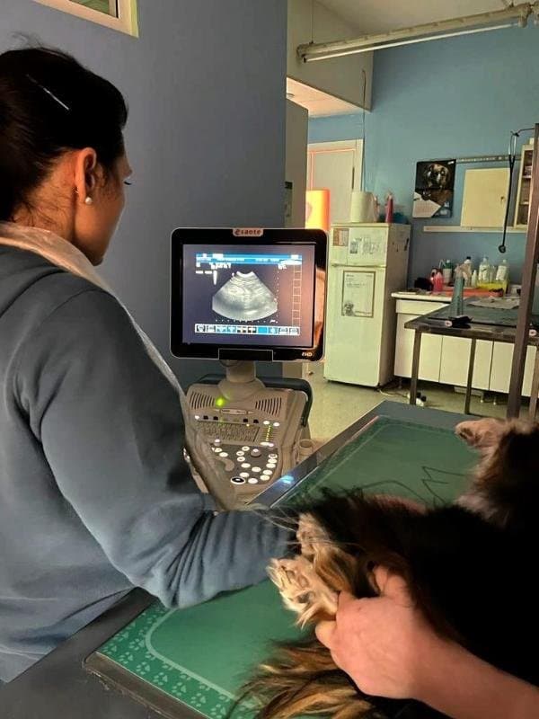 Clinica Veterinaria L'Arca - Immagine 2