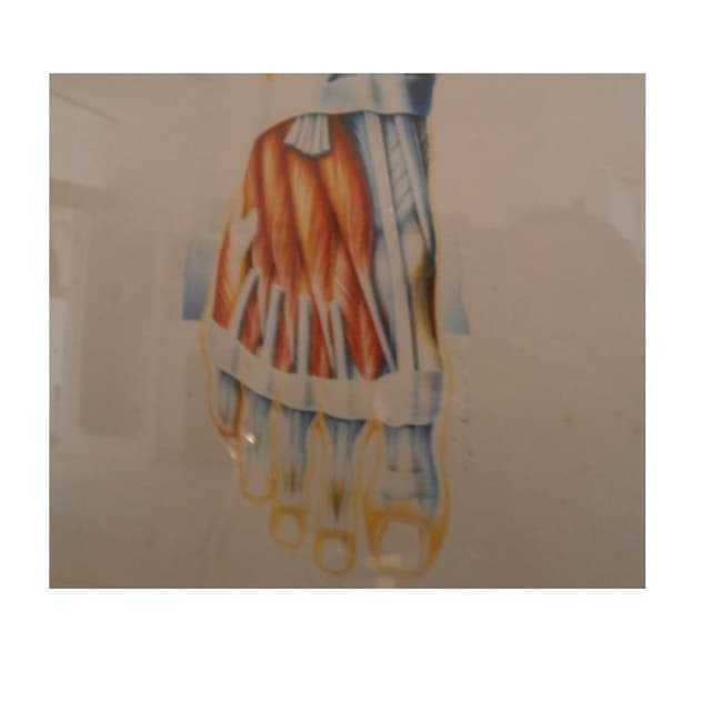 Comirato Claudio - Podologo - Immagine 2