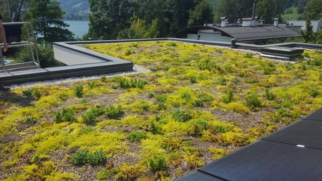 Coperture Vegetali - Immagine 2