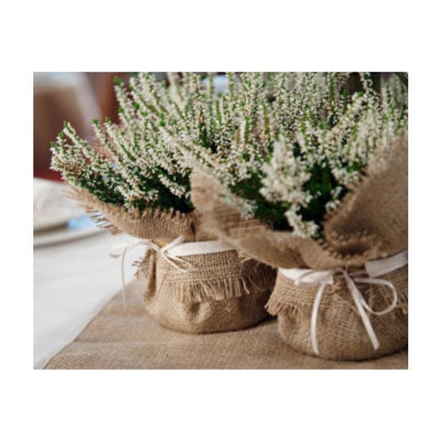 Corio Fiori - Immagine 1