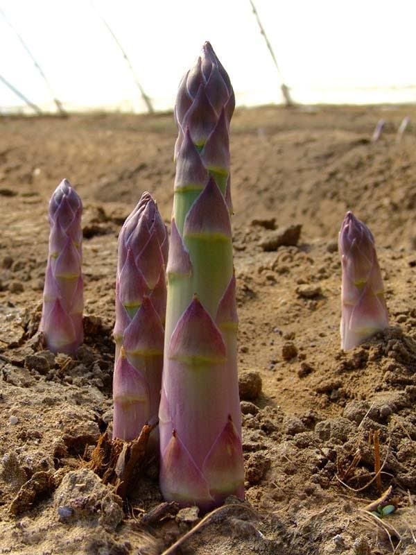 Coviro S.r.l. - Immagine 2