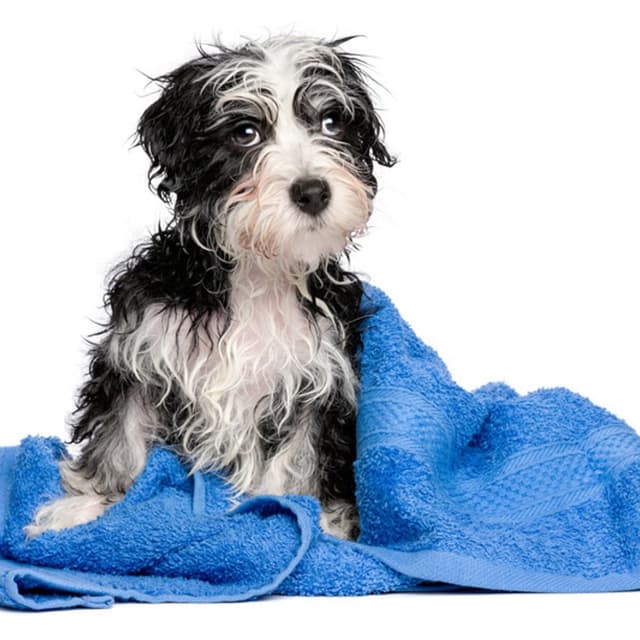 Cuccioli & Coccole - Immagine 1