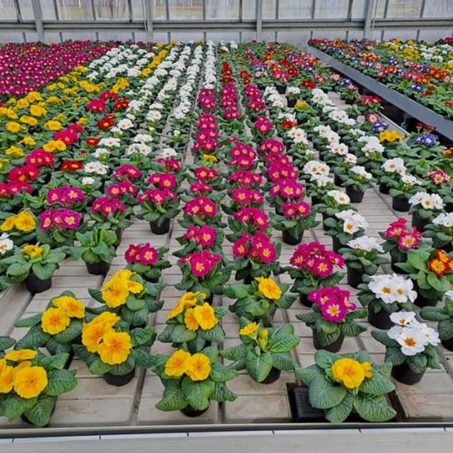 Dal Fiore al Frutto - Immagine 2