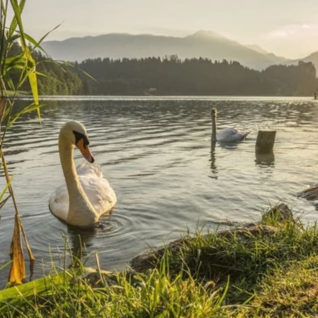 Dal Ri' Dr. Enzo Studio Visione e Psiche - Immagine 2