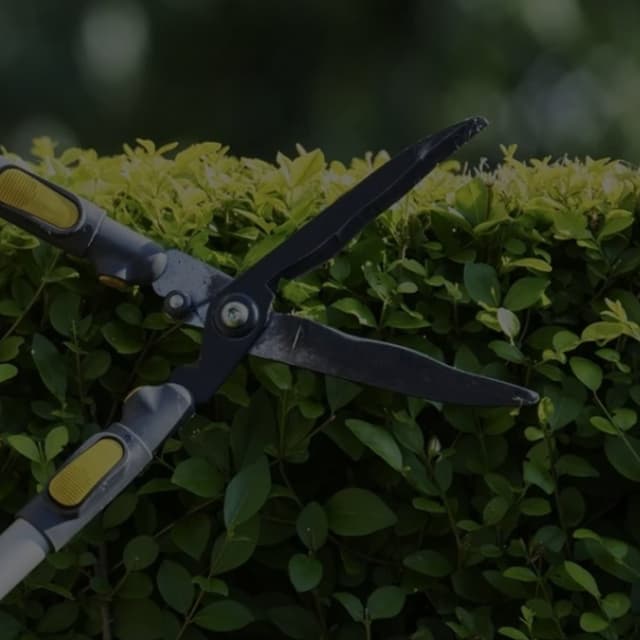 D.G. Giardini - Immagine 1