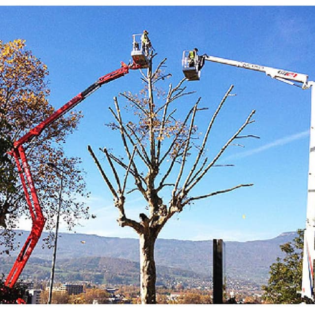 Dg Potature - Immagine 2