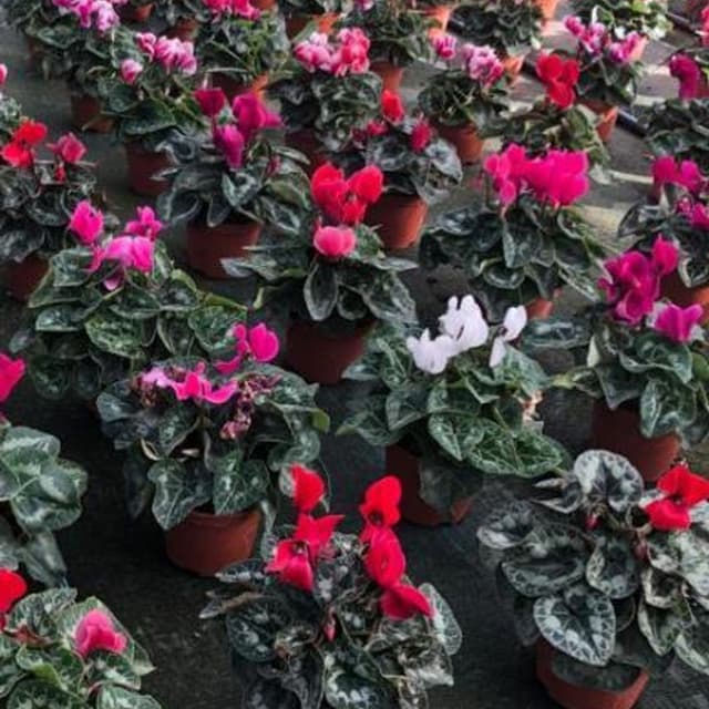 Di Renzo Ortoflorovivaisti - Immagine 1