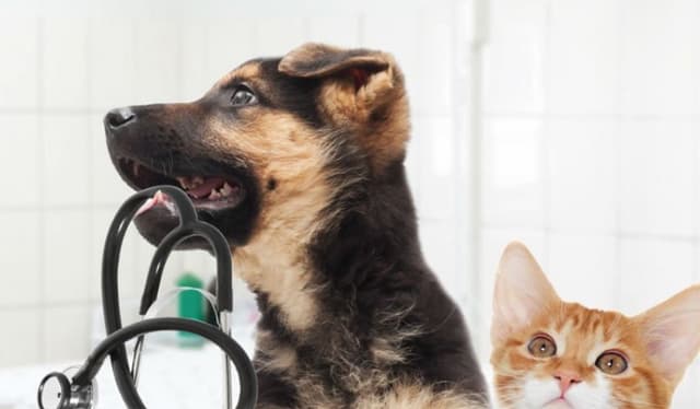 Dott. Ugo Brigadoi - Immagine 1