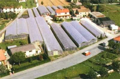 Falorni Ortoflorovivaistica - Immagine 1