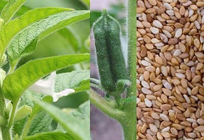 Farisesa - Immagine 2