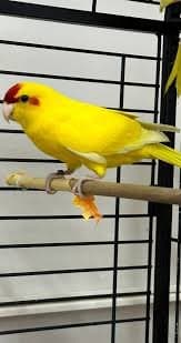 Fauna Market Pet Shop Srl - Immagine 1