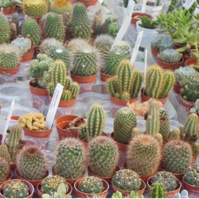 Fioreria Bressan - Immagine 2