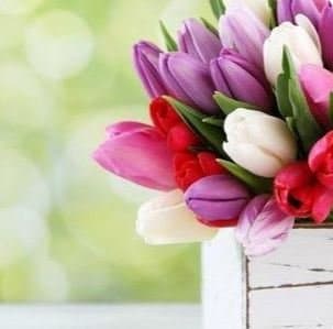 Fioreria Elledi - Immagine 1