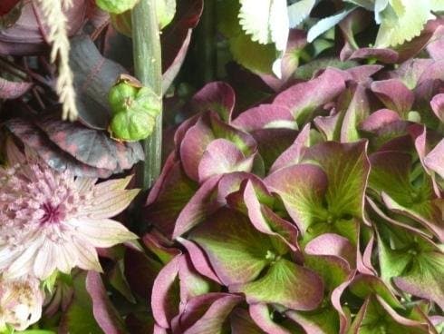 Fioreria Tulipa - Immagine 1