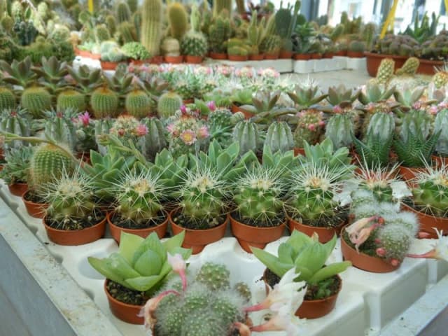 Fioreria Vivaio Duri' - Immagine 1