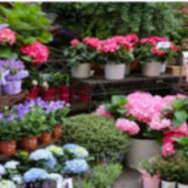 Fiori e Piante La Rosa dei Fiori - Immagine 1