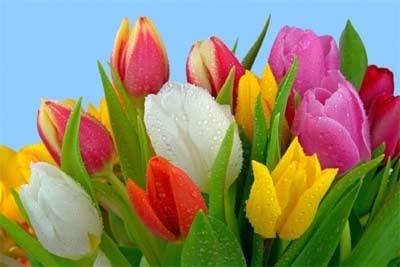 Fiori Edda - Immagine 2