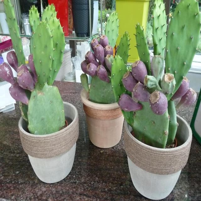 Fiorista Piccinini - Immagine 2