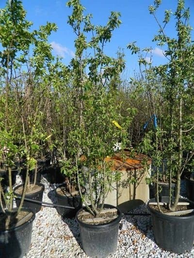 F.lli Andreini Piante - Immagine 2