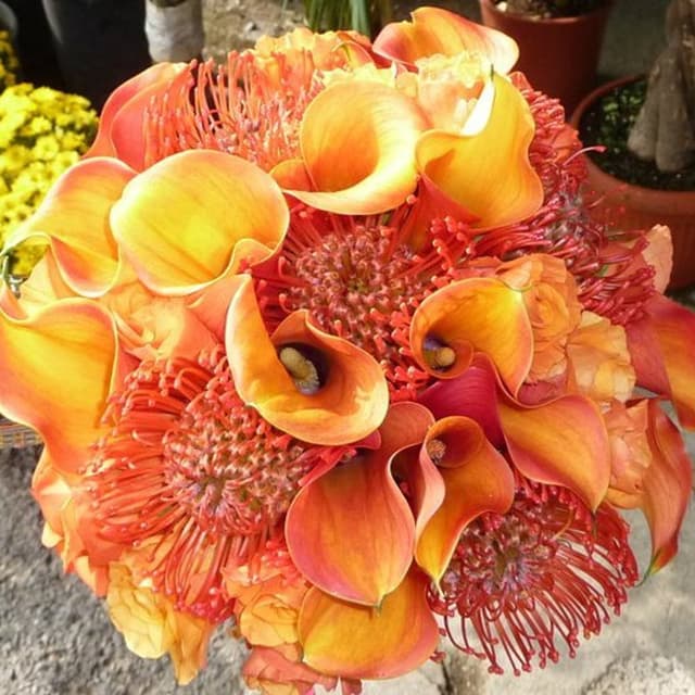 FloraGarden - Immagine 1