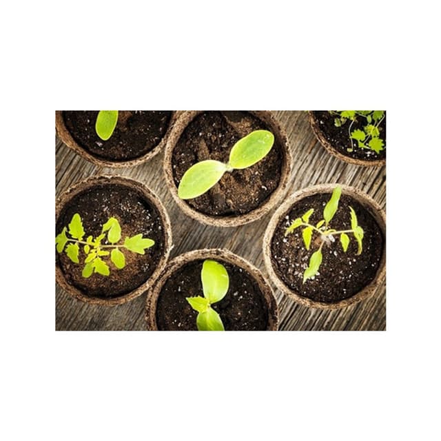 Floricoltura Agli' di Agli' Luca - Immagine 1