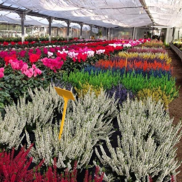 Floricoltura Ballandi - Immagine 1