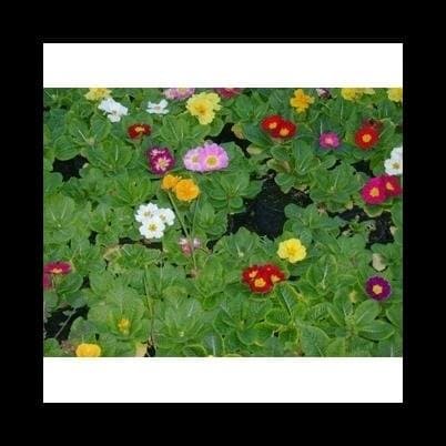 Florovivaistica Bucciarelli - Immagine 1