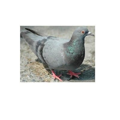 Folgore di Paolini Massimo - Immagine 2