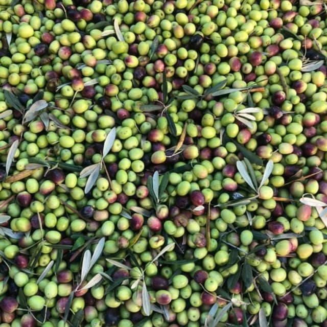 Frantoio Oleario Giulia Vuoto - Immagine 1