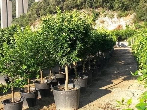 Gambetta Piante Vivai - Immagine 1