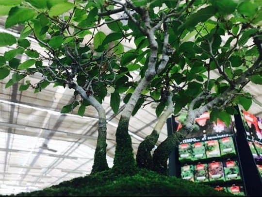 Garden dei Parchi - Immagine 2