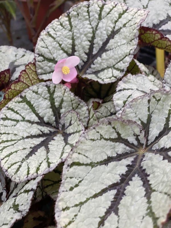 Garden Tisselli - Immagine 2