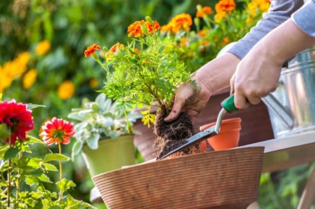 Giardinaggio Cattaneo Luigi Stefano - Immagine 1