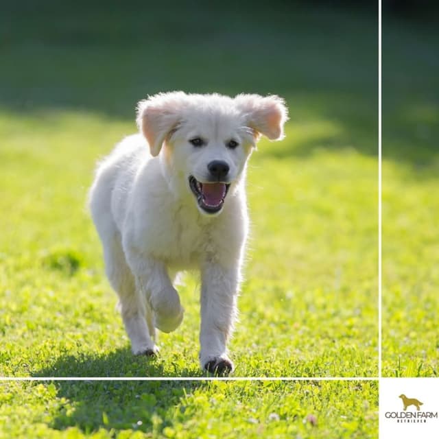 Golden Farm Retriever - Immagine 1