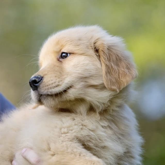 Golden Farm Retriever - Immagine 2