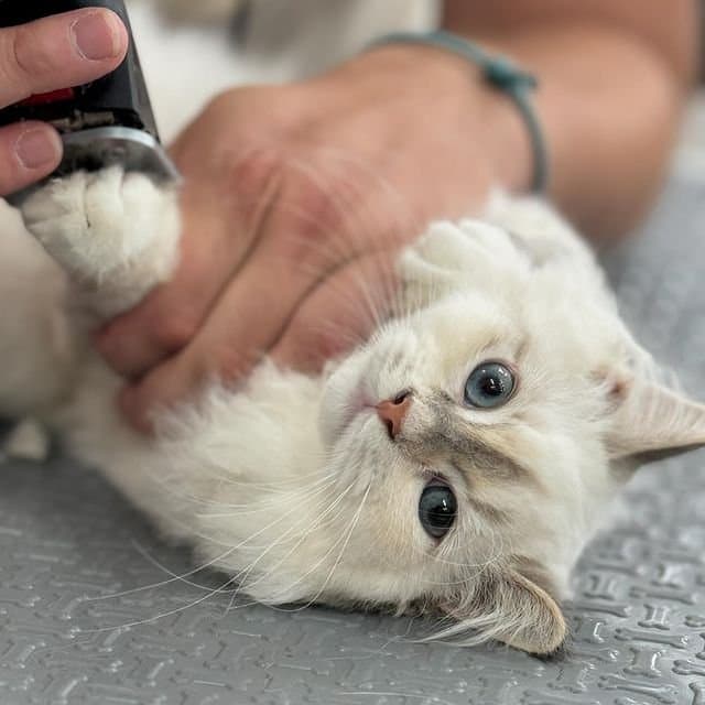 Grooming Studio - Immagine 1