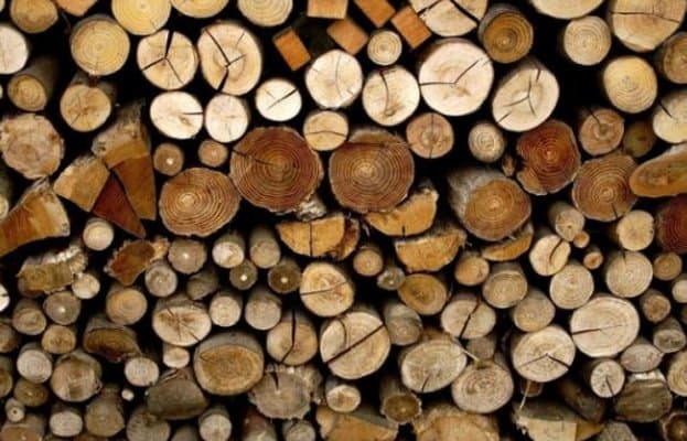 Il Bosco - Immagine 1