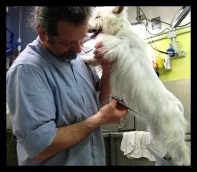 Il Collare D'Oro - Immagine 2