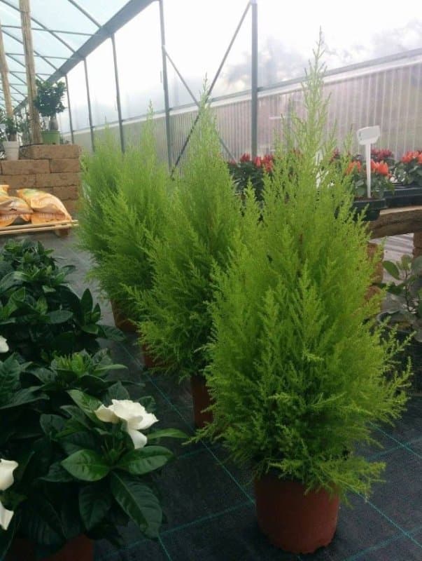 Il Giardino - Immagine 2