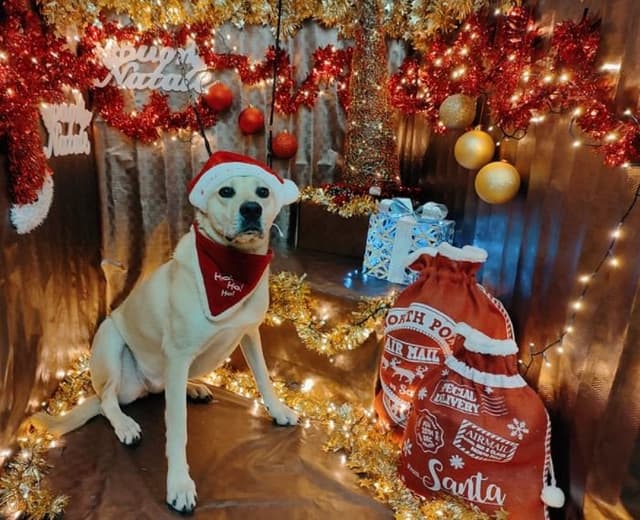 Il Mio Mondo a 4 Zampe - Immagine 1