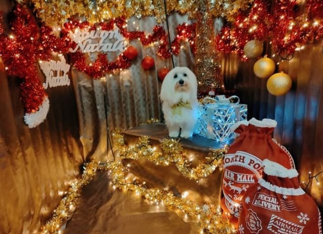 Il Mio Mondo a 4 Zampe - Immagine 2