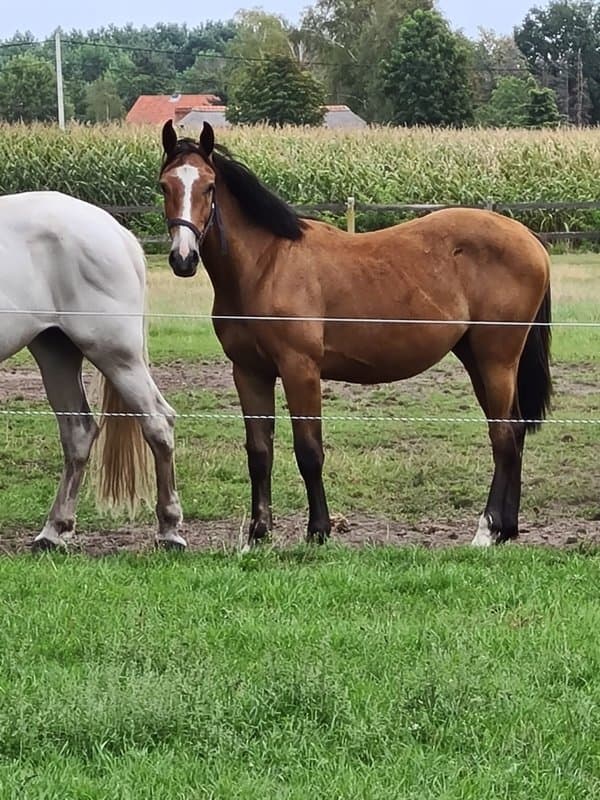 Irish Horses Services - Immagine 1